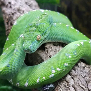 What Does It Mean to Dream of a Green Snake? Good or Bad?