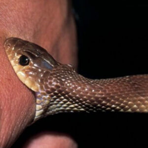 What Does it Mean When Snake Bites You in a Dream?