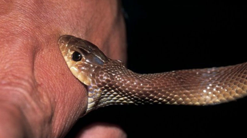 What Does it Mean When Snake Bites You in a Dream?