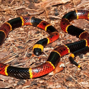 When You Dream About a Snake: What Does It Mean?