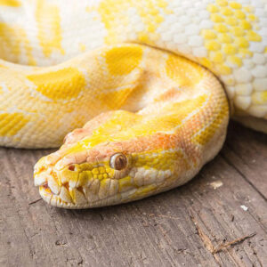Yellow Snake Spiritual Meaning: Unveiling Their Hidden Significance