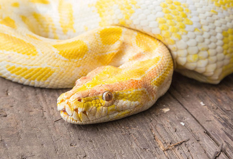 Yellow Snake Spiritual Meaning: Unveiling Their Hidden Significance