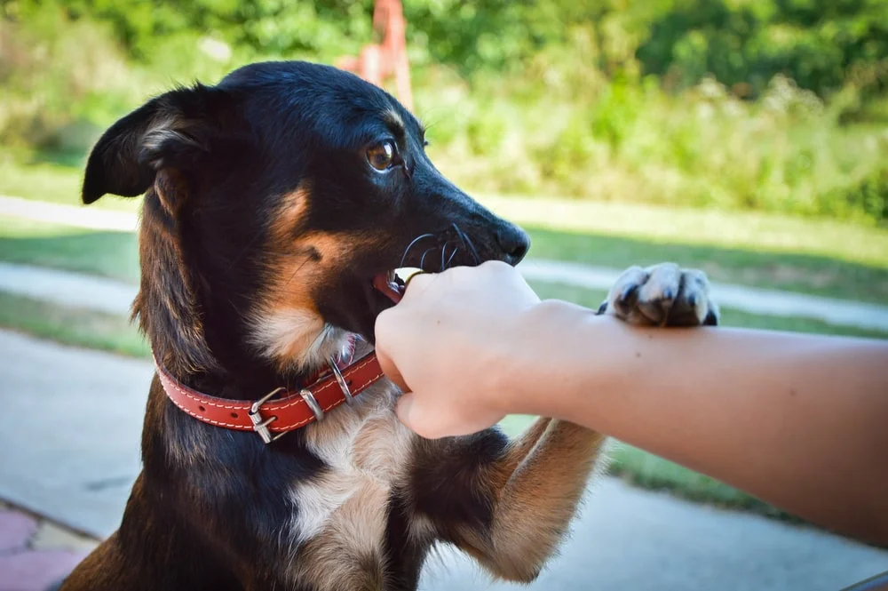 Symbolic Snap: Decoding Dog Biting Hand Dream Meaning