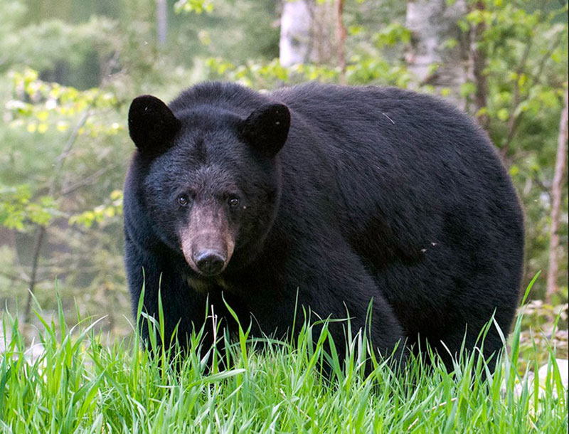 Unveiling the Secrets: Dream Black Bear Insights