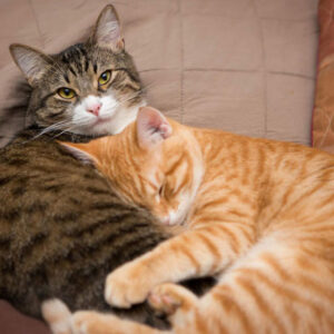 Dreams about Multiple Cats: Unraveling the Symbolic Tapestry