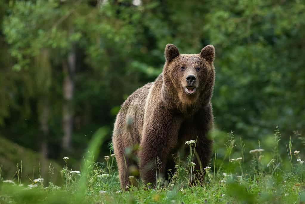 Unlocking Secrets: Grizzly Bear Dream Meaning Revealed