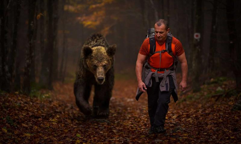 The Bear Chase Dream: Decoding Hidden Messages