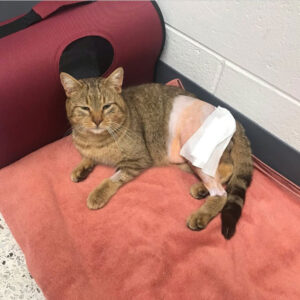 Unveiling the Symbolism: Injured Cat Dream Meaning Explained