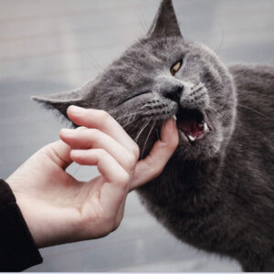 Spiritual Meaning of a Cat Biting You in a Dream: Good or Bad?