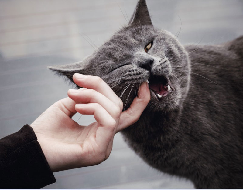 Spiritual Meaning of a Cat Biting You in a Dream: Good or Bad?