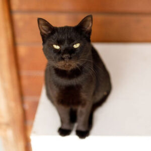 Decoding the Spiritual Meaning of a Cat Staring at You