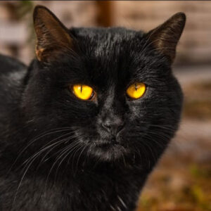 Unveiling the Spiritual Meaning of Cats in Dreams: A Guide