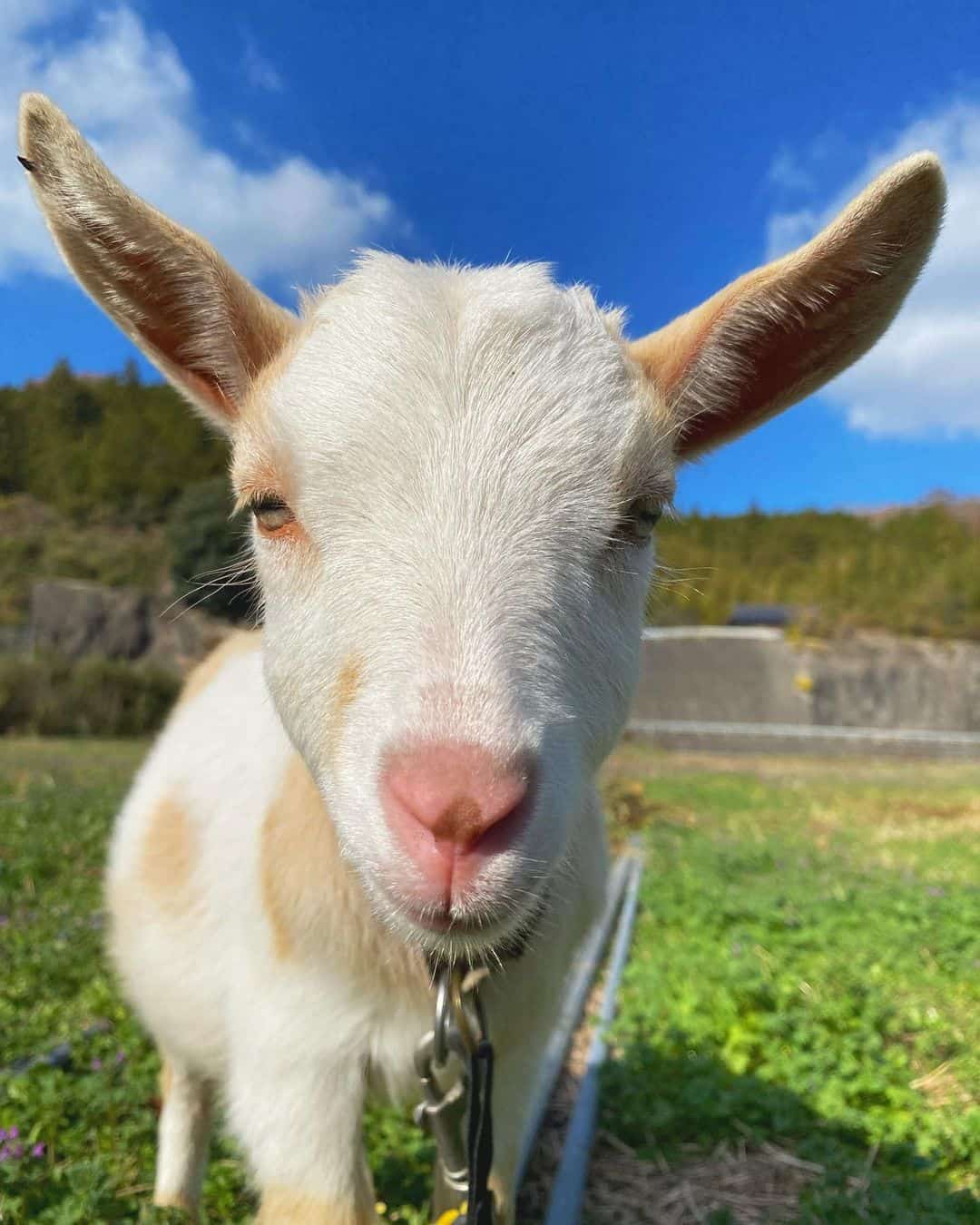 Exploring Dream Symbols: Dream About Goats
