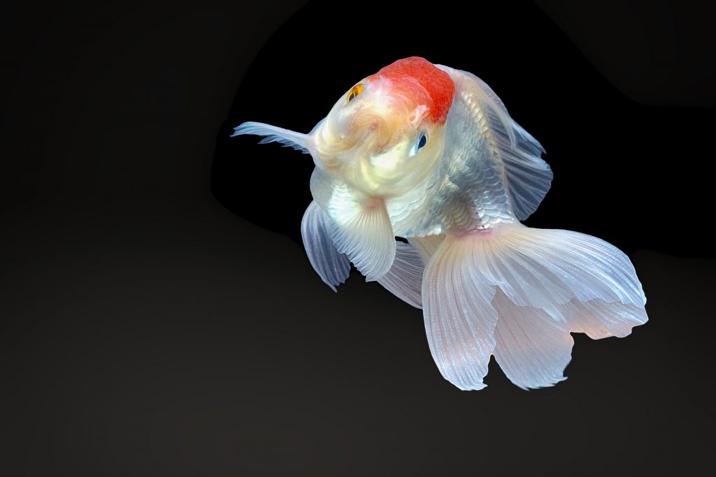 Dream About Goldfish: What Does It Signify?